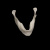 Нижняя челюсть (Mandibula)