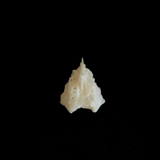 Решетчатая кость (os ethmoidale)
